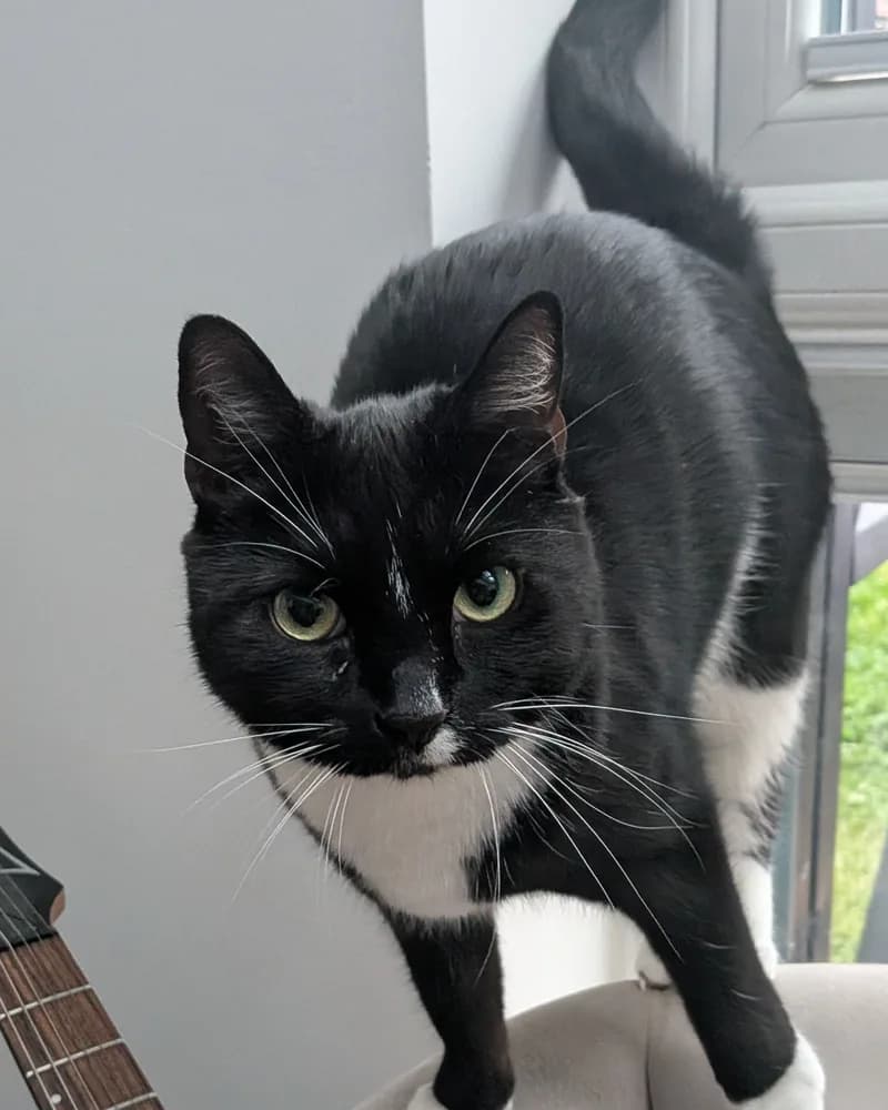 A phone photo of a black and white cat